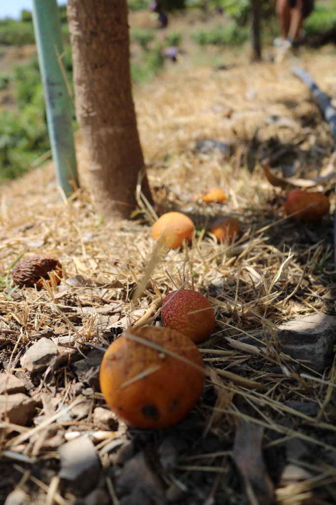 solyfrutahome-com-bio-finca-agroforesterie_683x1024