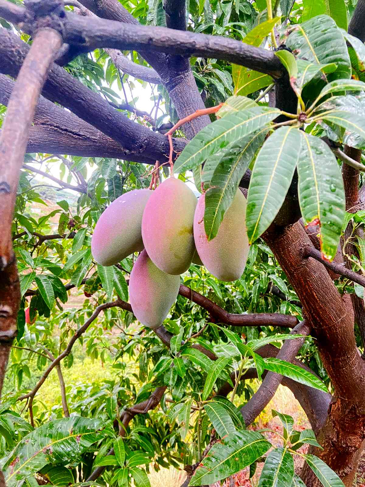 villa-solyfruta-home-com-bio-finca-mango_1200x1600