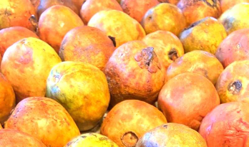 solyfrutahome-com-bio-finca-maracuya-06